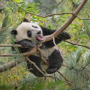Image post by @sandiegozoo on Instagram
