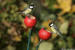 Image post by @rspb on Instagram