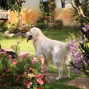 Image post by @mikethewhitegolden on Instagram