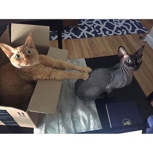 Image post by @amazon on Instagram