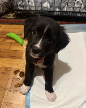 Image post by @heartsandbonesrescue on Instagram