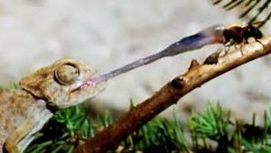 Video post by @bbcearth on YouTube