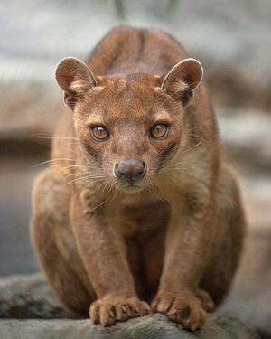 Image post by @sandiegozoo on Instagram
