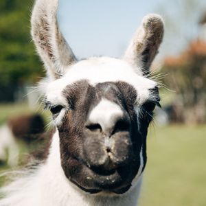 Image post by @animalplanet on Instagram