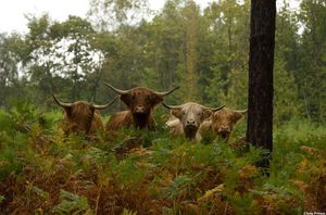 Image post by @rspb on Instagram