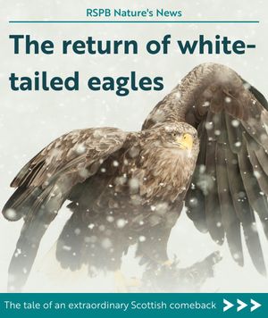Image post by @rspb on Instagram