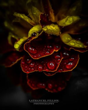 Image post by @lathanuelf_photos on Instagram