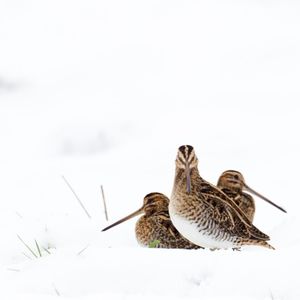 Image post by @rspb on Instagram