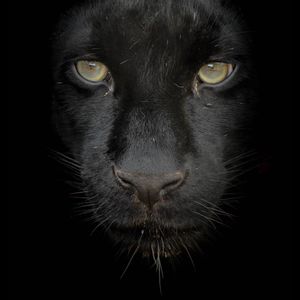 Image post by @sandiegozoo on Instagram