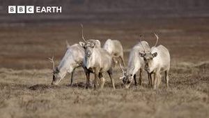 Video post by @bbcearth on YouTube