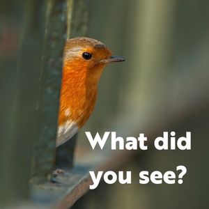 Image post by @rspb on Instagram