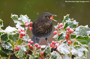 Image post by @rspb on Instagram