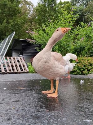 Video post by @thequackkpackk on TikTok