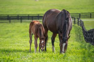 Image post by @spendthriftfarm on Instagram