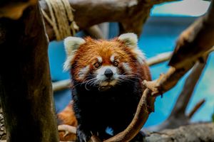 Image post by @tulsazoo on Instagram