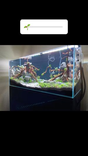 Video post by @aqualupi on Instagram