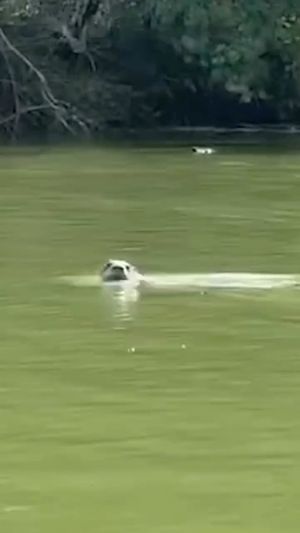 Video post by @GreatParksHC on Facebook