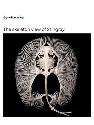 Image post by @gravitonomy on Instagram
