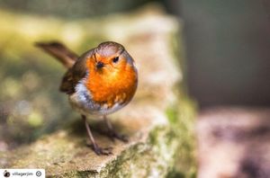 Image post by @rspb on Instagram
