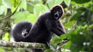 Video post by @bbcearth on YouTube