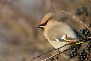 Image post by @rspb on Instagram