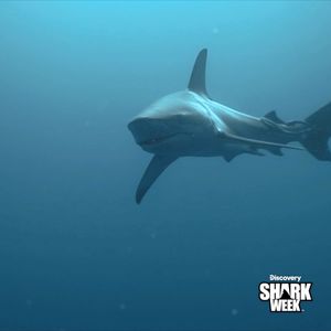 Video post by @SharkWeek on Twitter