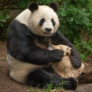 Image post by @sandiegozoo on Instagram