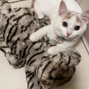 Image post by @originalsnugglepuppy on Instagram