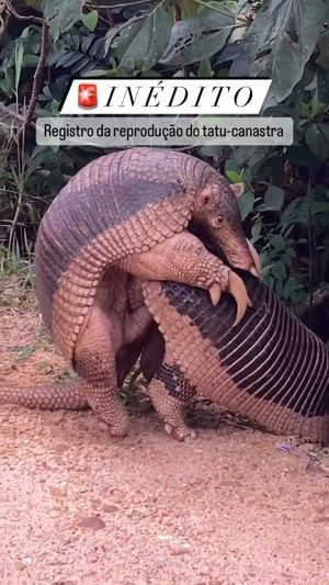 Video post by @operitoambiental on Instagram