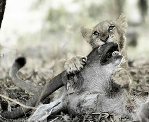Image post by @chiawasafaris on Instagram