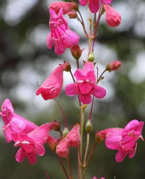 Image post by @ahs_gardening on Instagram