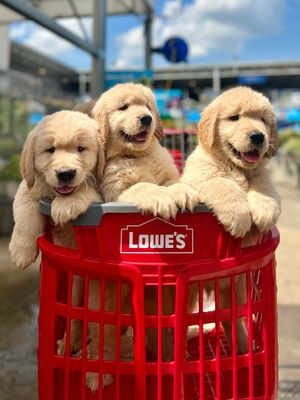 Image post by @Lowes on Twitter