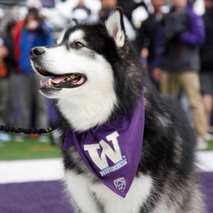 Image post by @dubs_uw on Instagram