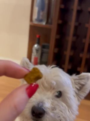 Image post by @solidgoldpets on Instagram