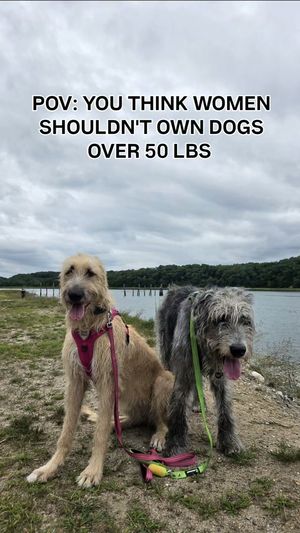 Video post by @thesavannahwolfhound on Instagram
