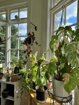 Image post by @reenasplants on Instagram