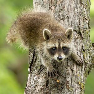 Image post by @animalplanet on Instagram