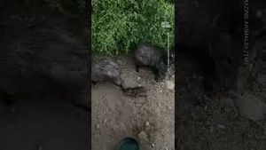 Video post by @nowthisnews on YouTube