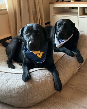 Image post by @wvuvolleyball on Instagram