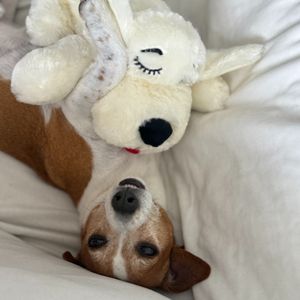 Image post by @originalsnugglepuppy on Instagram