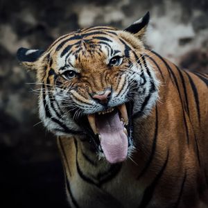 Image post by @sandiegozoo on Instagram