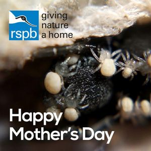 Image post by @rspb on Instagram