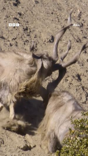 Video post by @bbcearth on Instagram