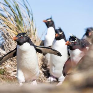 Image post by @bbcearth on Instagram