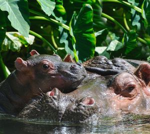 Image post by @sandiegozoo on Instagram
