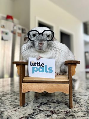 Image post by @chinpals on Instagram