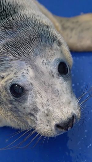 Video post by @bbcearth on Instagram