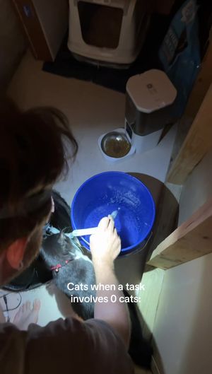 Video post by @kate.cassaidy on TikTok