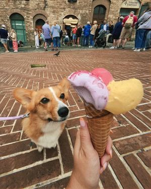 Image post by @ziggy_thecorg on Instagram