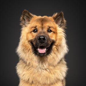 Image post by @tsukitheeurasier on Instagram